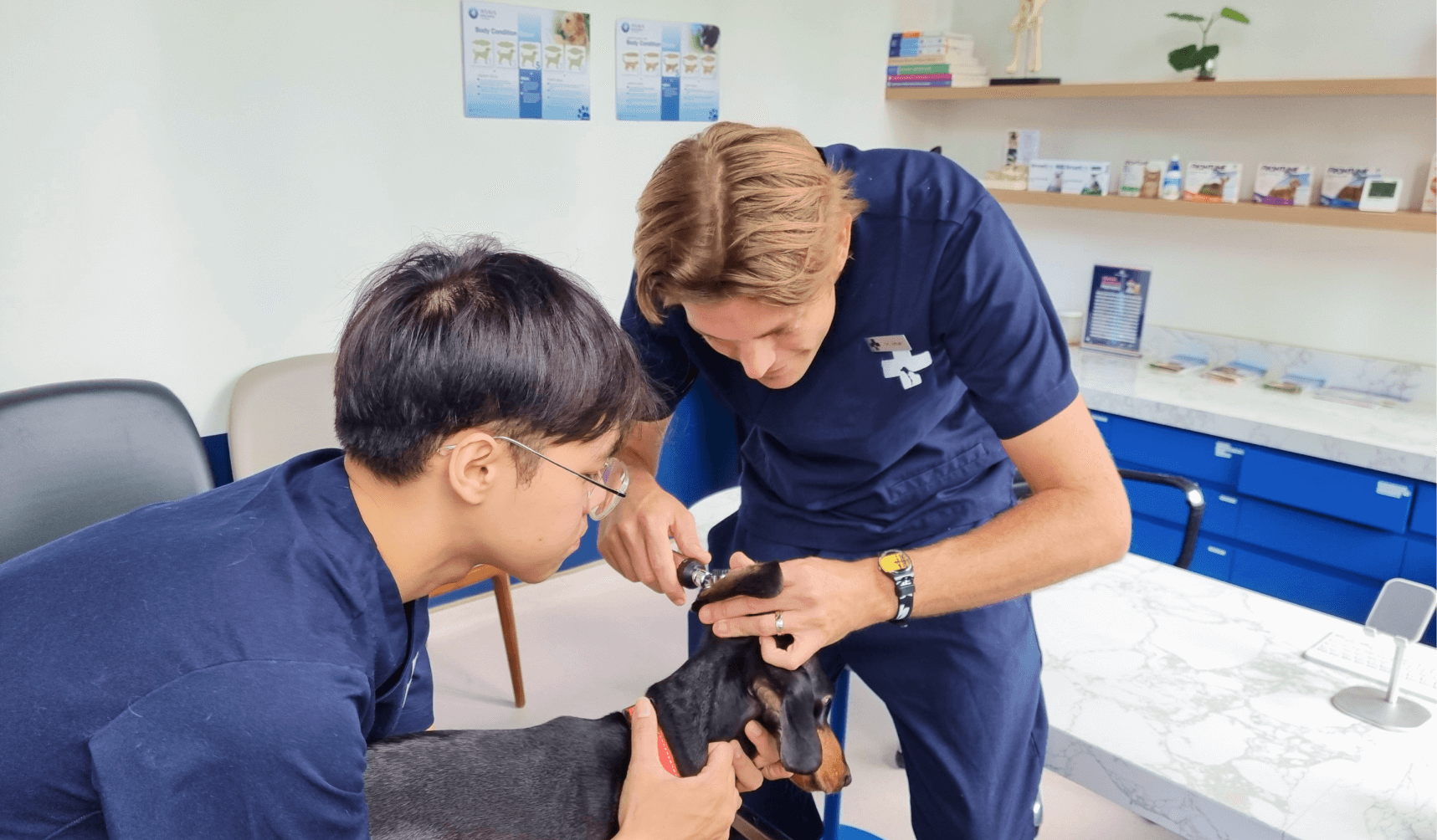 Animal Doctors International