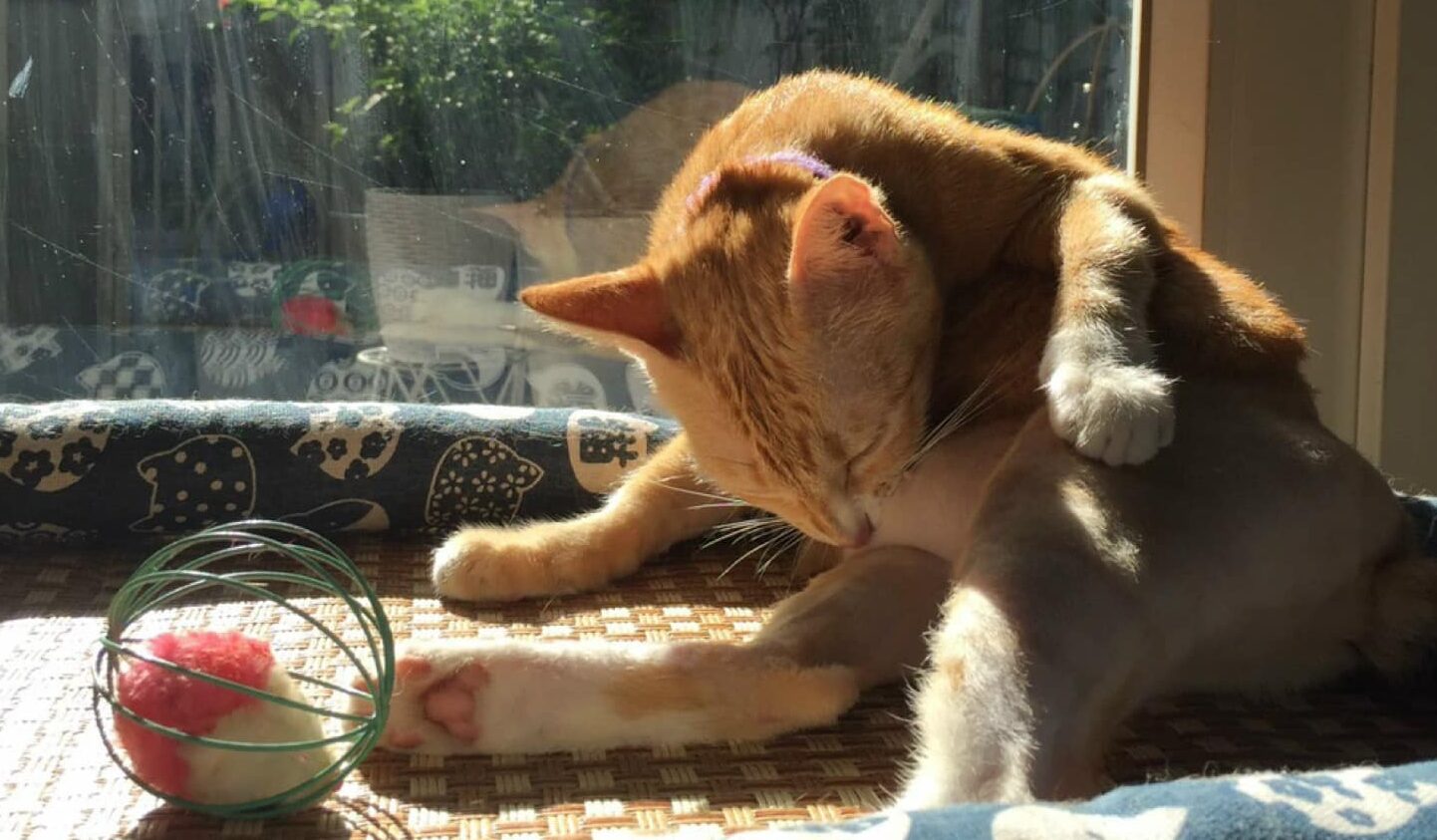 Pet Care by Mai Dung & Team