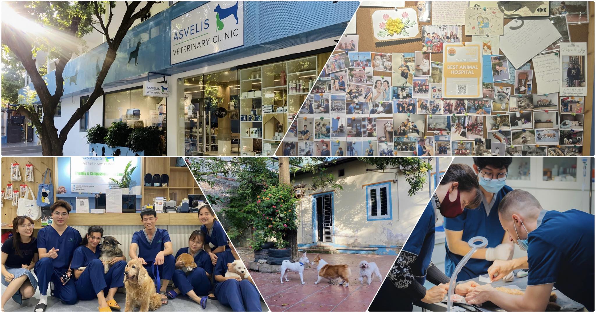asvelis hanoi vet pet relocation vietnam