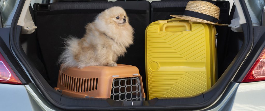 pet relocation travel leave vietnam hanoi flight